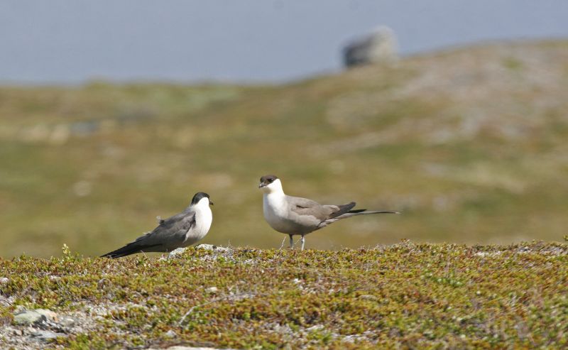 Klik for fuld størrelse